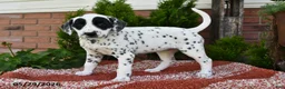 Dalmatian dogs for sale: Ellie - Ad 5