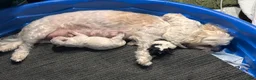 Mixed Breed dogs for sale: Amelia (Millie)  - Ad 6