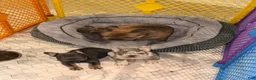 French Bulldog dogs for sale: Harvey Dent - Ad 14