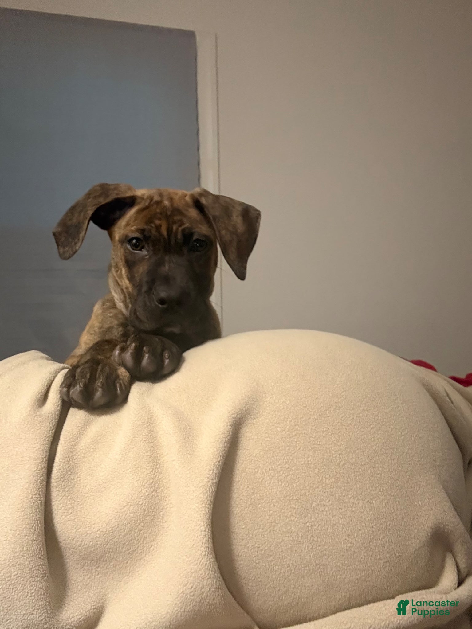 Mixed Breed dogs Mixed Breed Puppy 1 - Ad 11