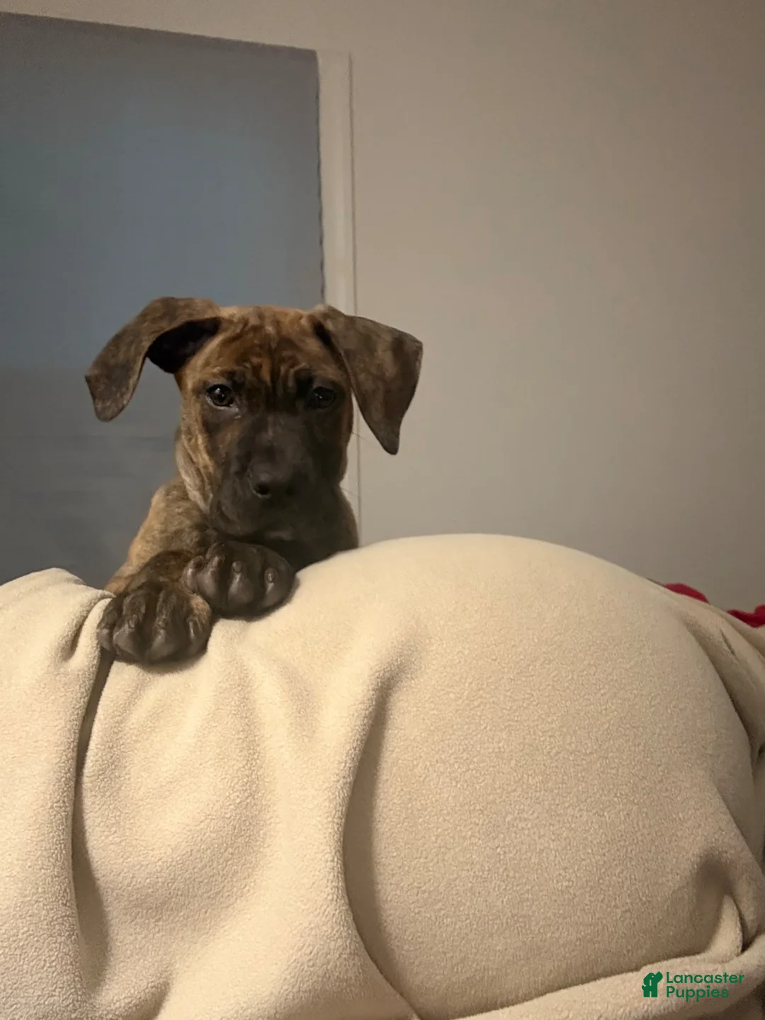 Mixed Breed dogs for sale: Mixed Breed Puppy 1 - Ad 1