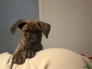 Mixed Breed dogs Mixed Breed Puppy 1 - Ad 11