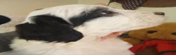 Sheepadoodle dogs for sale: Baron - Ad 2