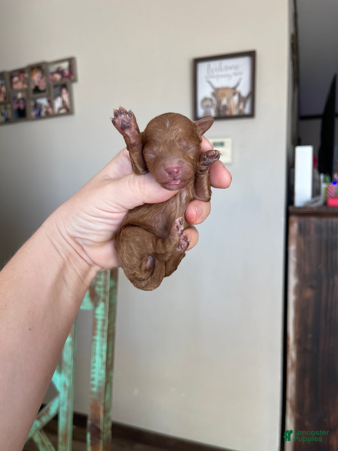 Toy Poodle dogs for sale: Akc Bred color Red Boy 2 - Ad 2