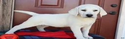 Labrador Retriever dogs for sale: Oakley - Champion lines - Ad 3