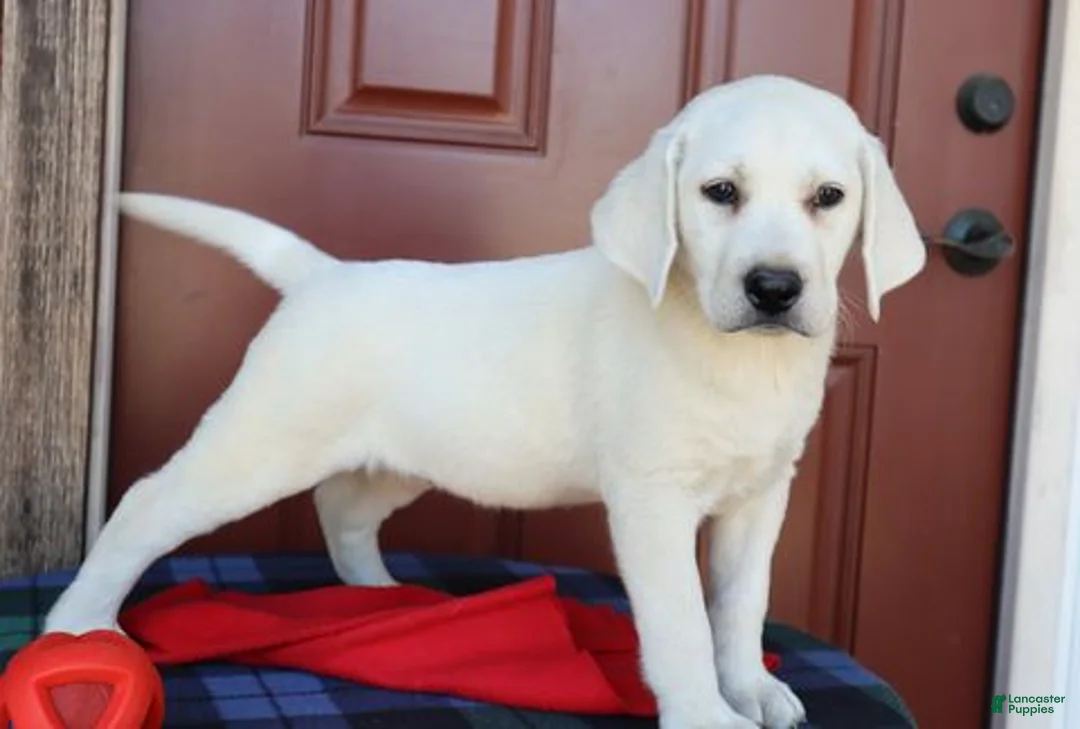 Labrador Retriever dogs for sale: Oakley - Champion lines - Ad 3