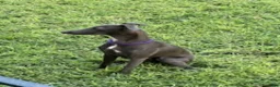 Italian Greyhound dogs for sale: Charlie - Ad 12