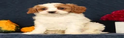 Cavapoo dogs for sale: Pepper - Ad 4