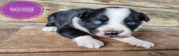 Miniature Australian Shepherd dogs for sale: Skunk - Ad 7