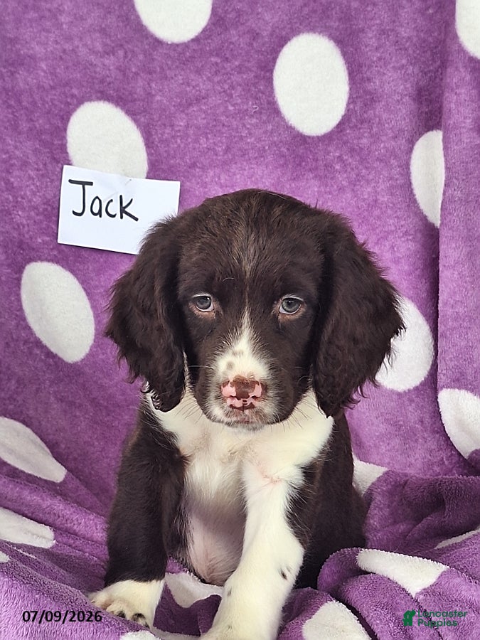 English Springer Spaniel dogs Jack - Ad 2