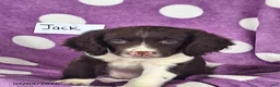 English Springer Spaniel dogs for sale: Jack - Ad 2