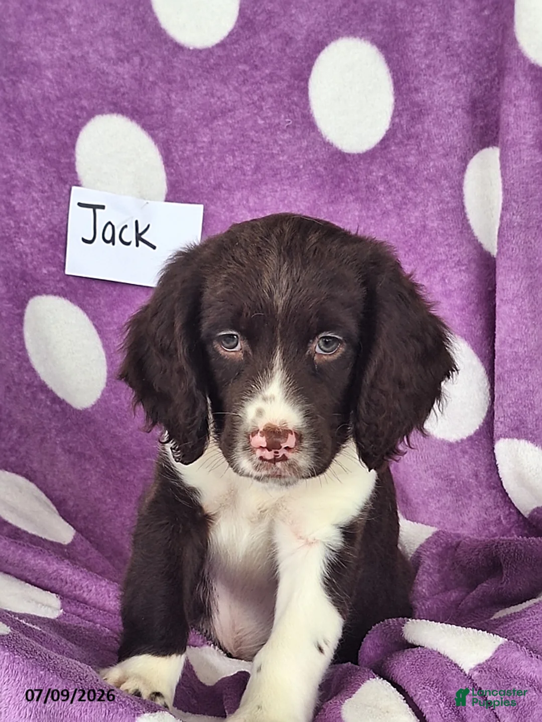 English Springer Spaniel dogs for sale: Jack - Ad 2
