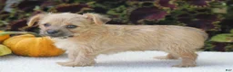 Yorkiepoo dogs for sale: Kylie - Ad 3