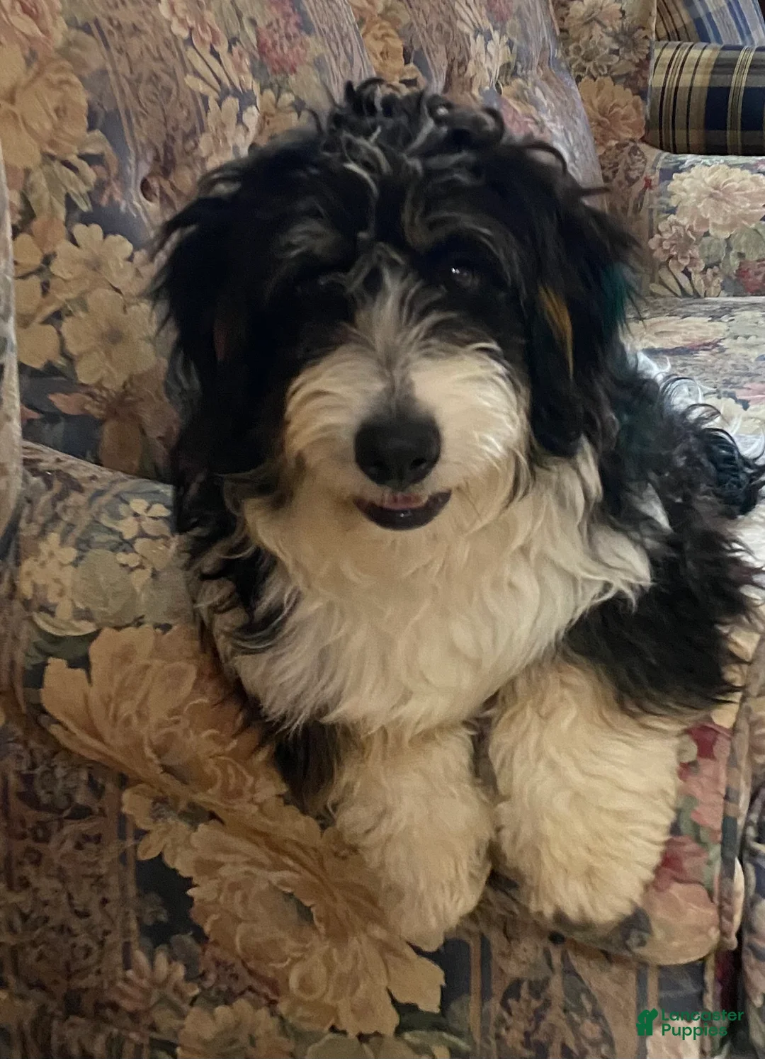 Mixed Breed dogs for sale: Babe - Ad 10