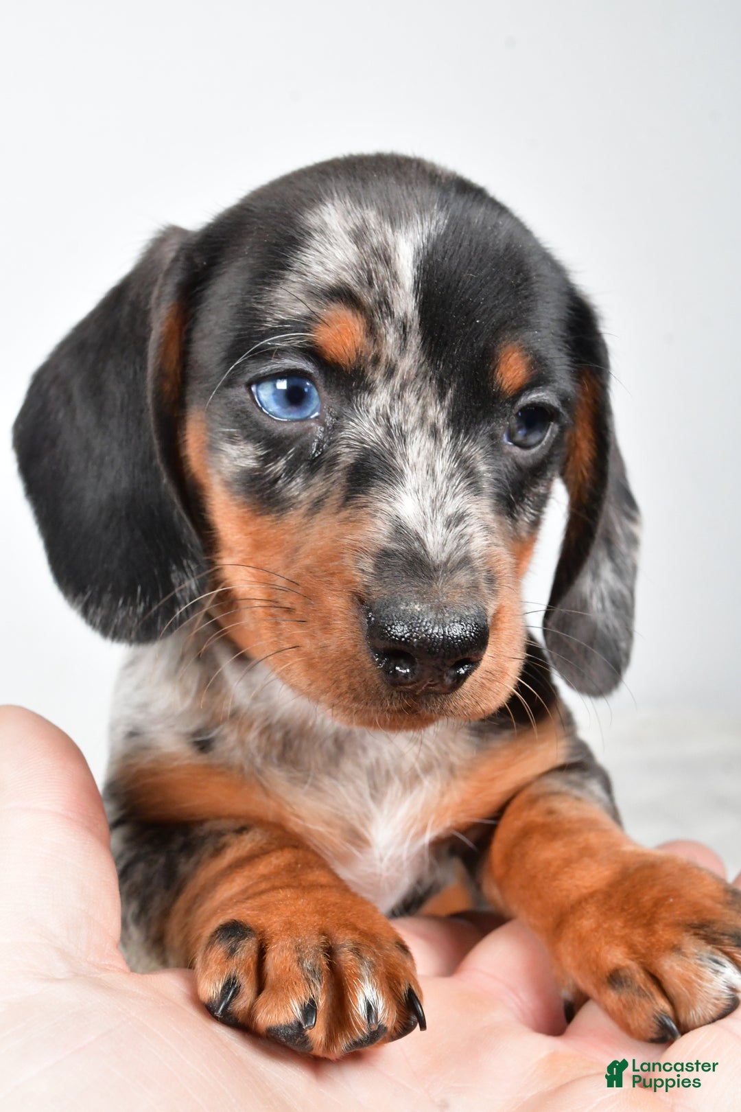 Miniature Dachshund dogs for sale: Theo - Ad 12