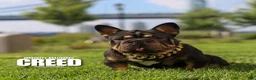 French Bulldog dogs for sale: Clove - Ad 7