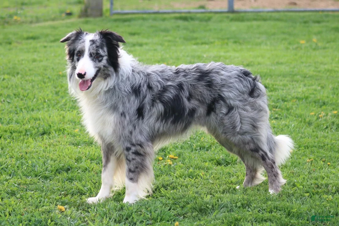 Border Collie dogs for sale: Chance - Ad 11