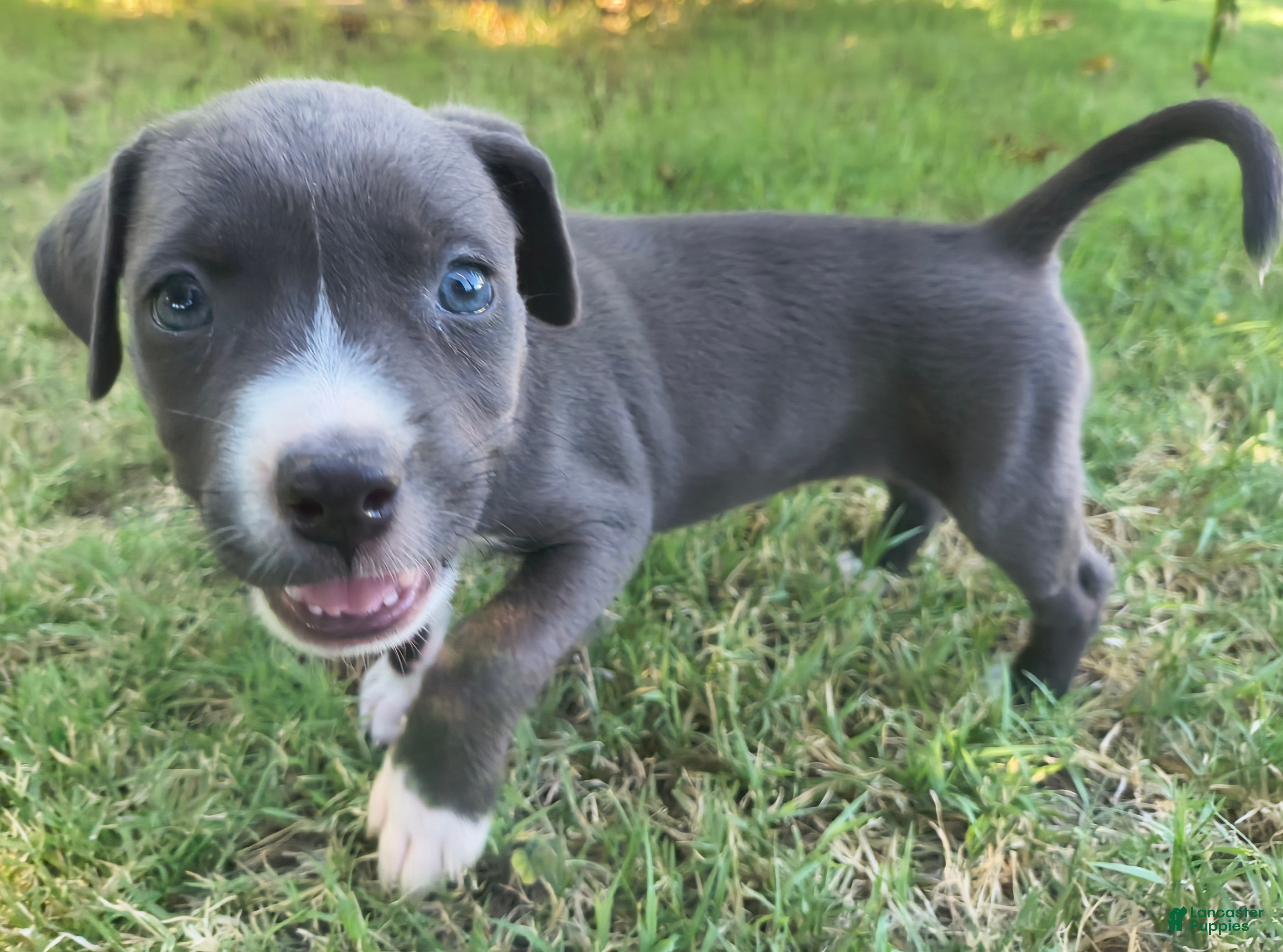 American Pit Bull Terrier dogs Chilli - Ad 38