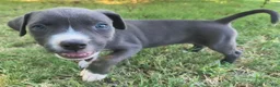 American Pit Bull Terrier dogs for sale: Chilli - Ad 1