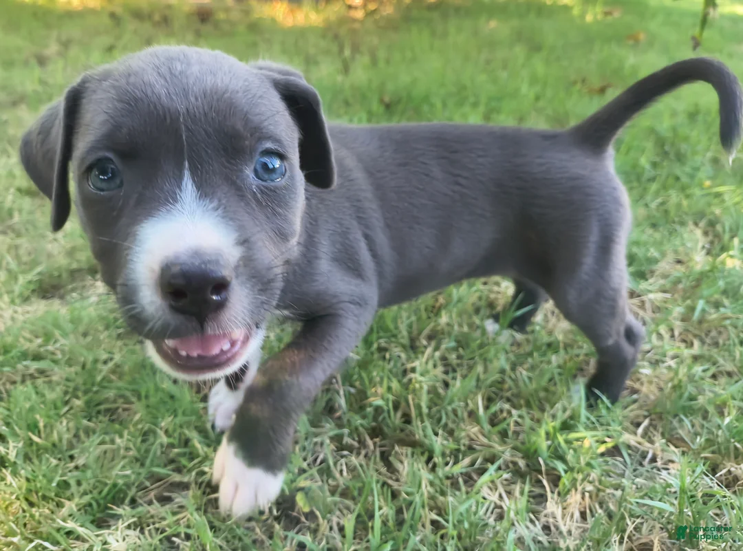 American Pit Bull Terrier dogs for sale: Chilli - Ad 1