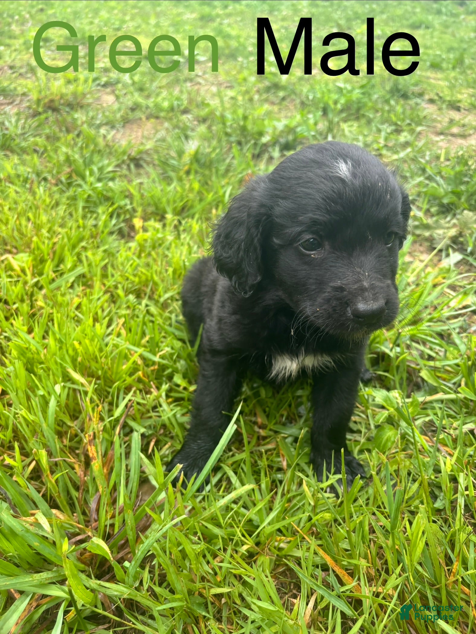 Bernedoodle dogs Bernedoodle Puppy 3 - Ad 2