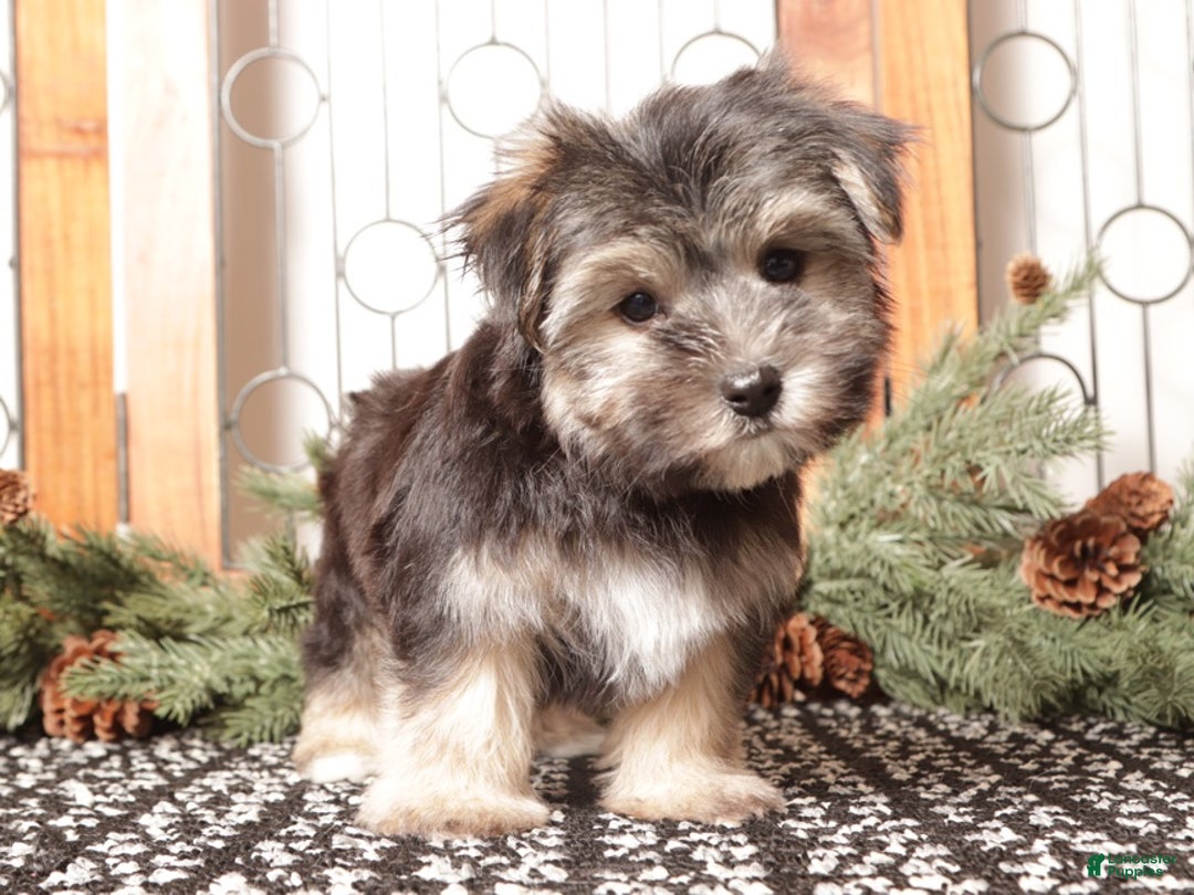 Morkie dogs for sale: Flash - Ad 3