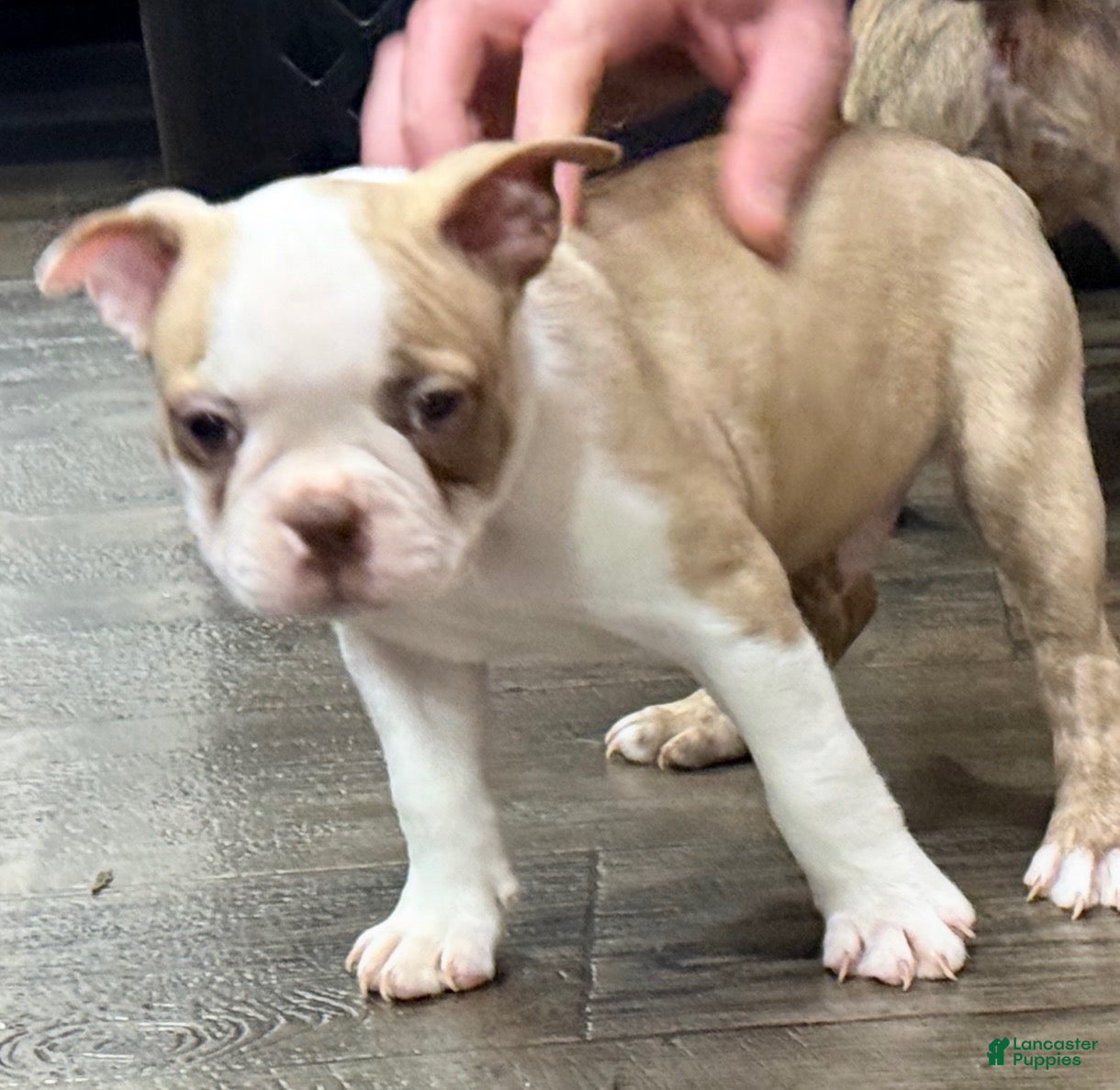 Boston Terrier dogs Boston Terrier 1 - Ad 5