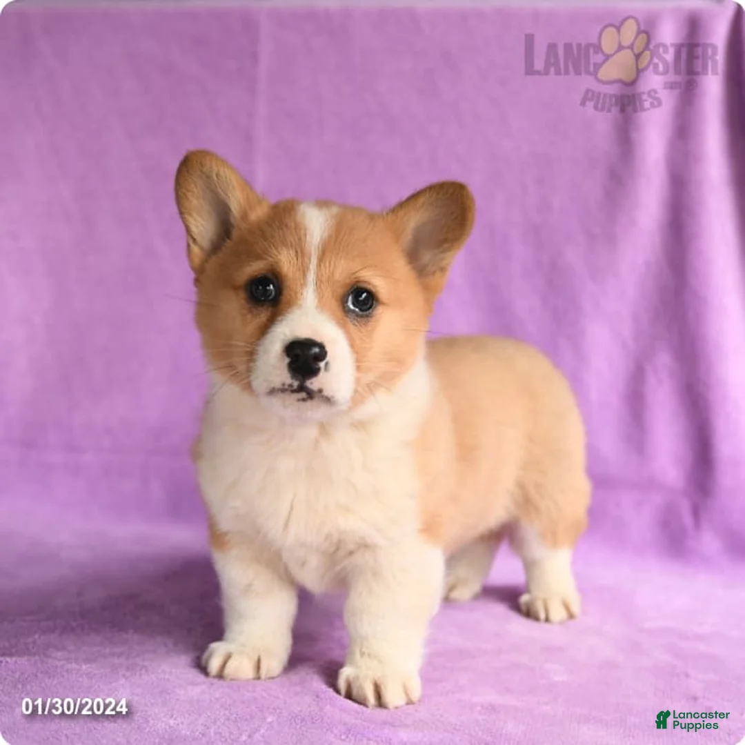 Gallery Image {{count}}