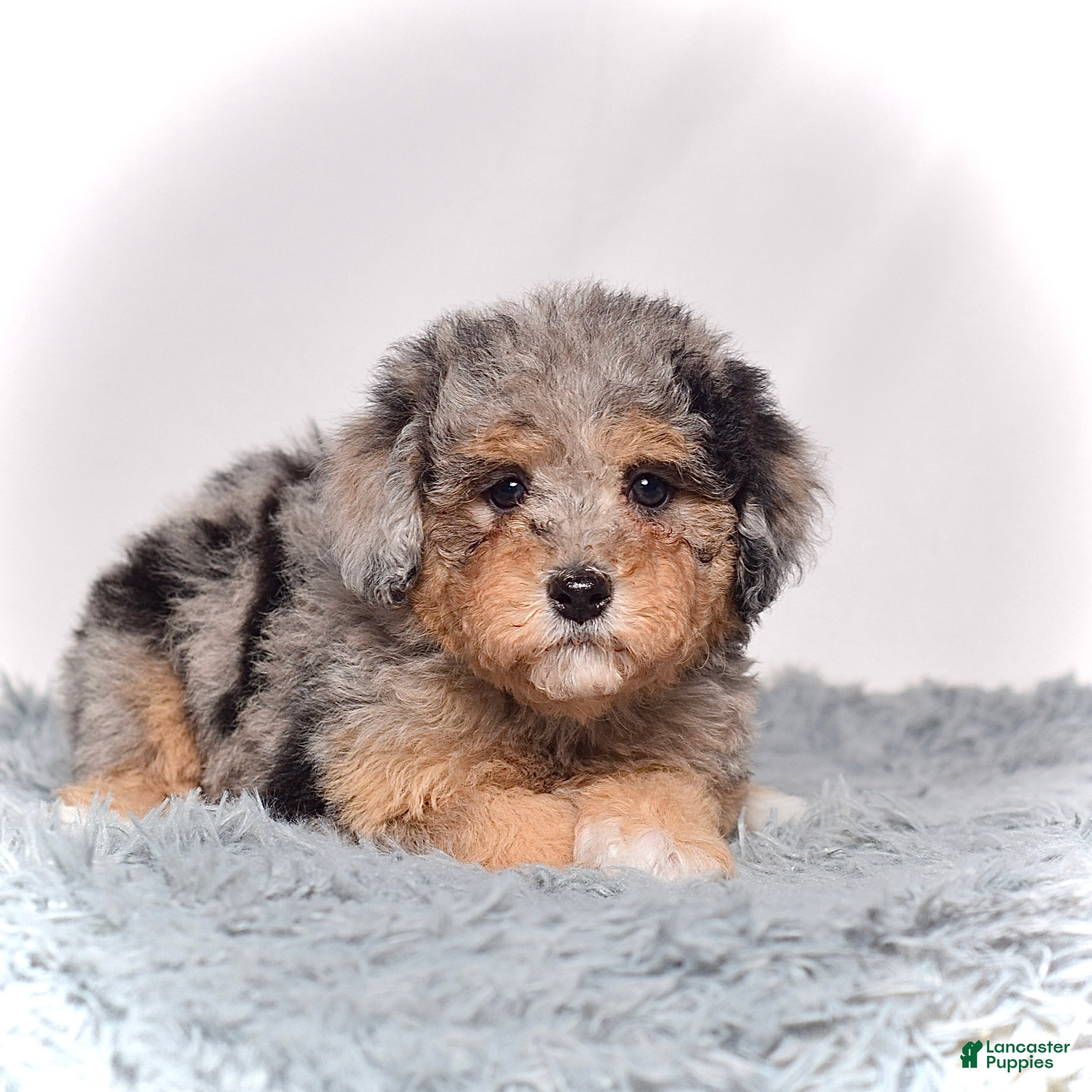 Mini Goldendoodle dogs Ms. Usha - Ad 9
