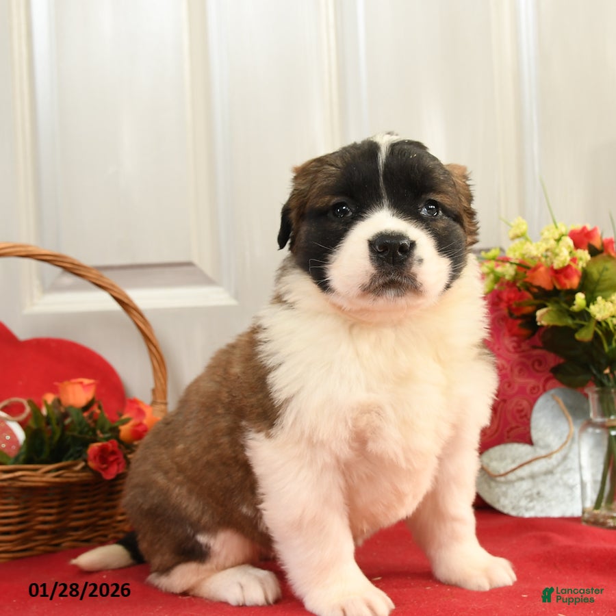 Saint Bernard dogs Harley - Ad 16