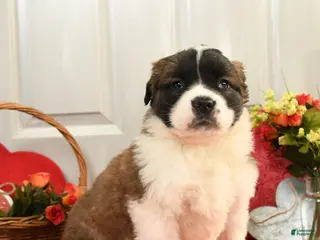 Saint Bernard dogs Harley - Ad 16