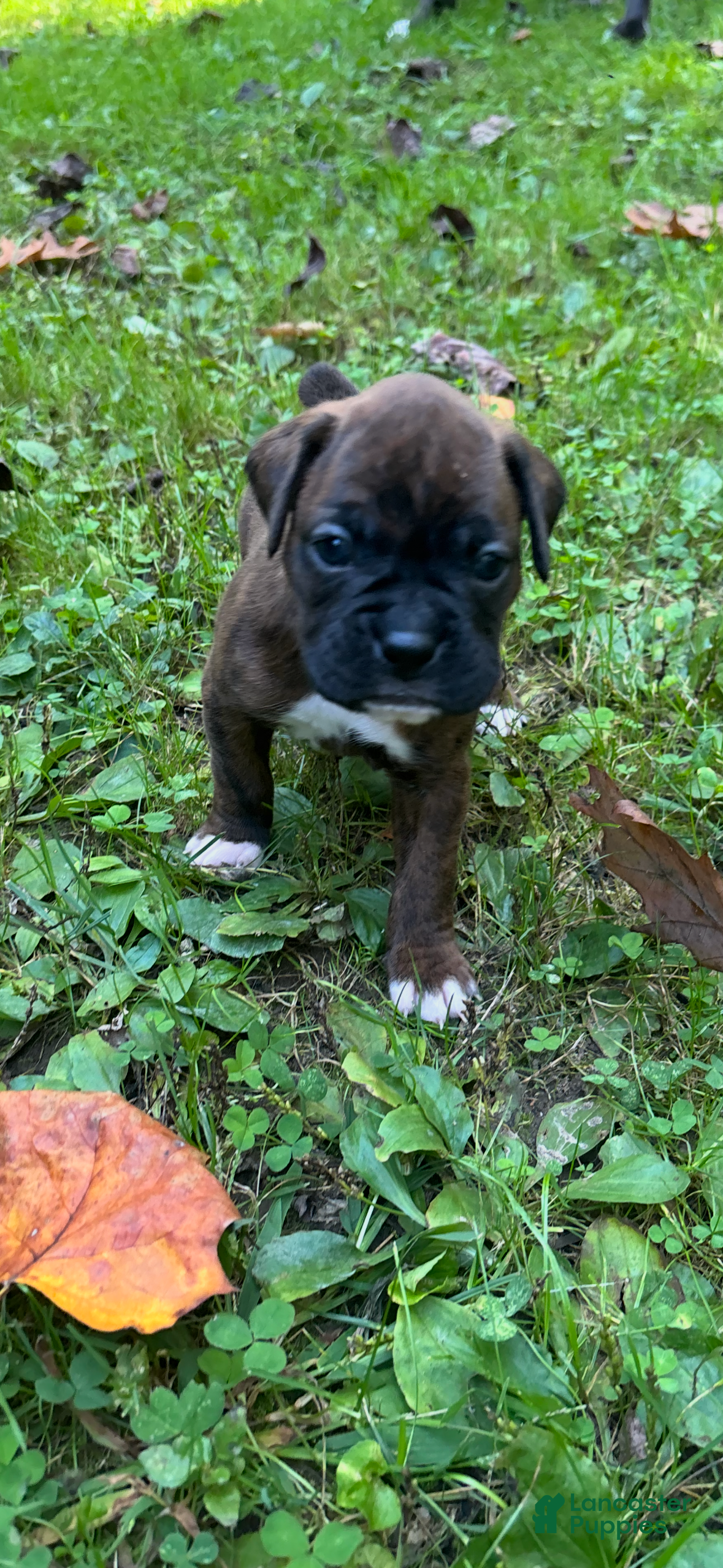 Boxer dogs Boxer Puppy 1 - Ad 15