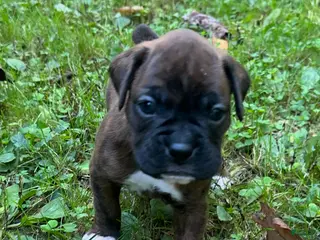 Boxer dogs Boxer Puppy 1 - Ad 15