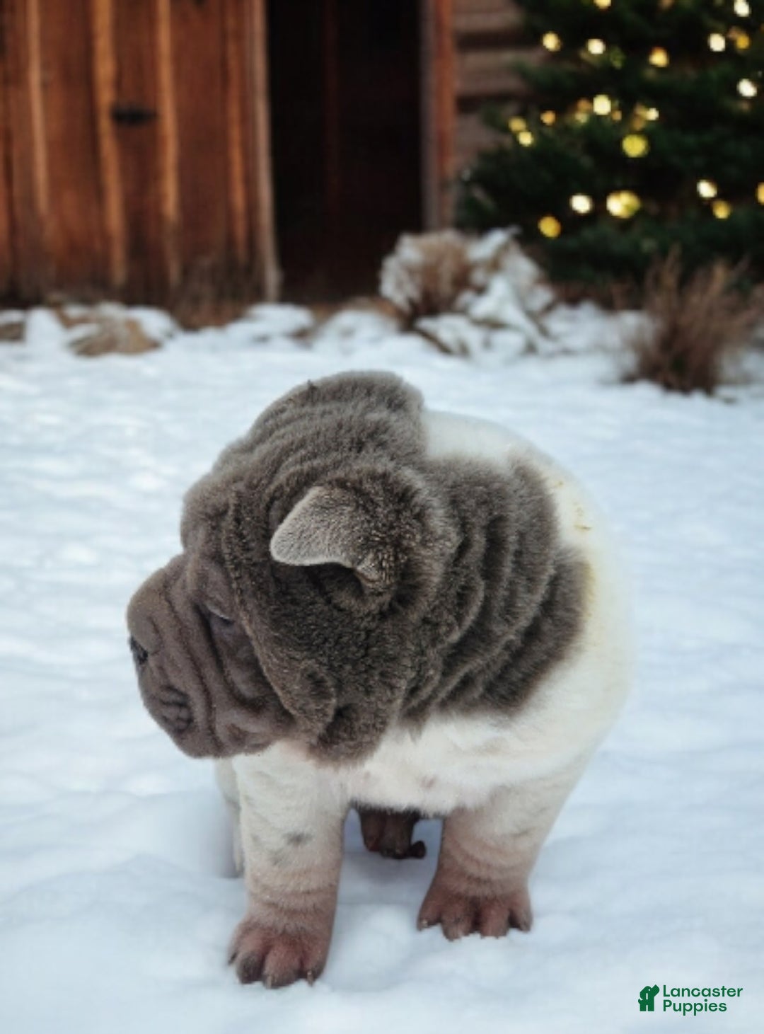 Shar Pei dogs for sale: Lilly lilac flower mini  - Ad 5