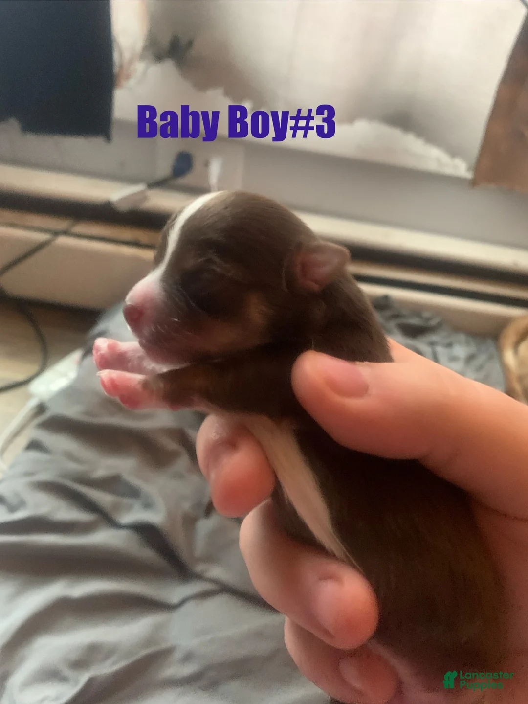 Chihuahua dogs for sale: Chihuahua Puppy 3 - Ad 1