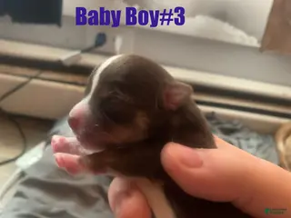 Chihuahua dogs Chihuahua Puppy 3 - Ad 38