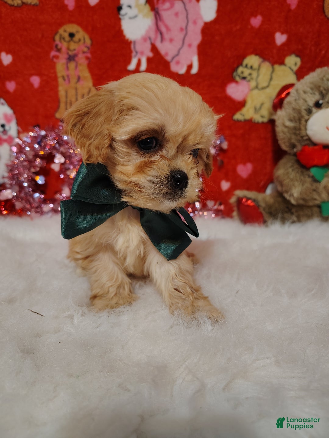 Cavapoo dogs for sale: Gracie - Ad 5
