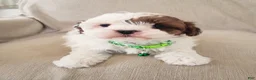 Shihpoo dogs for sale: AMIGO - Ad 3