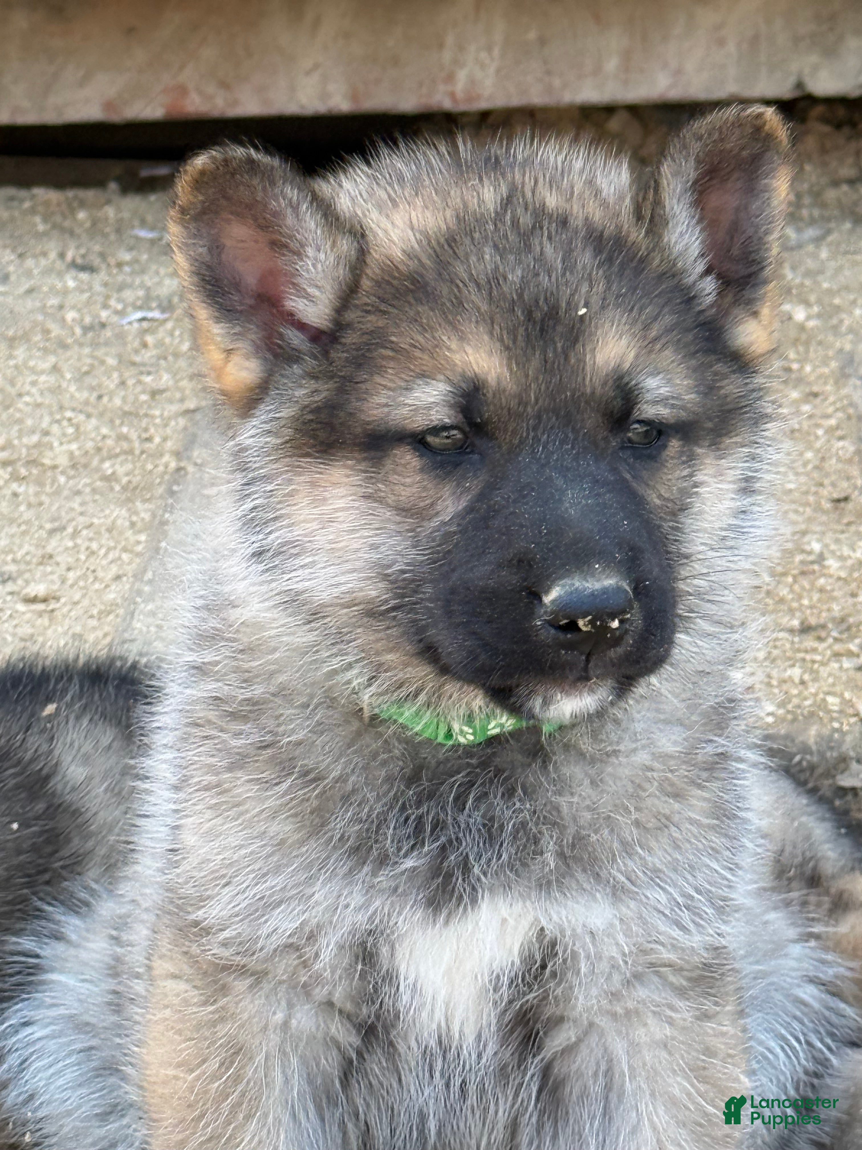 Gerberian Shepsky dogs Draco - Ad 2