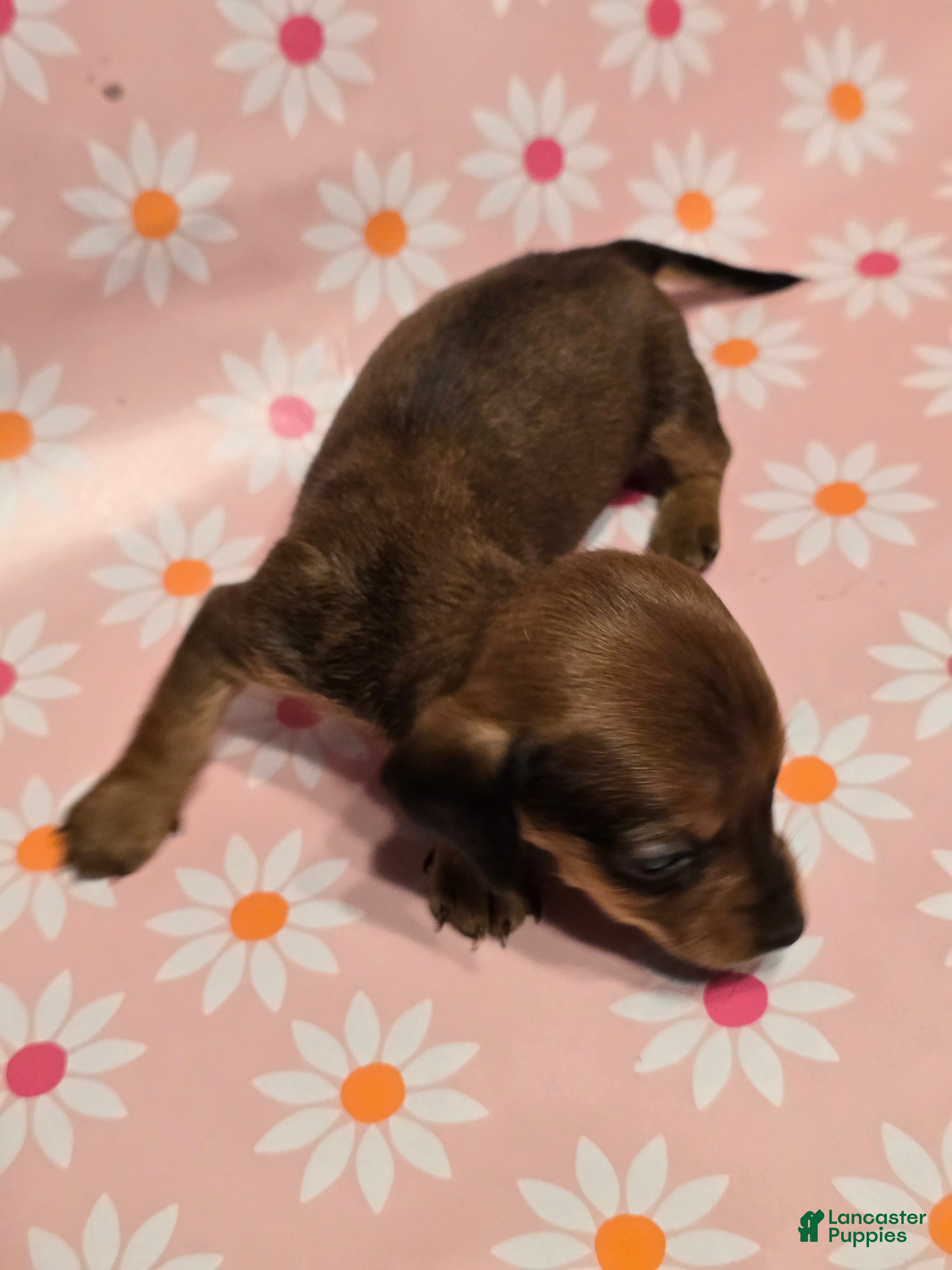 Miniature Dachshund dogs Muffin - Ad 31