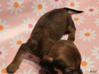 Miniature Dachshund dogs Muffin - Ad 31
