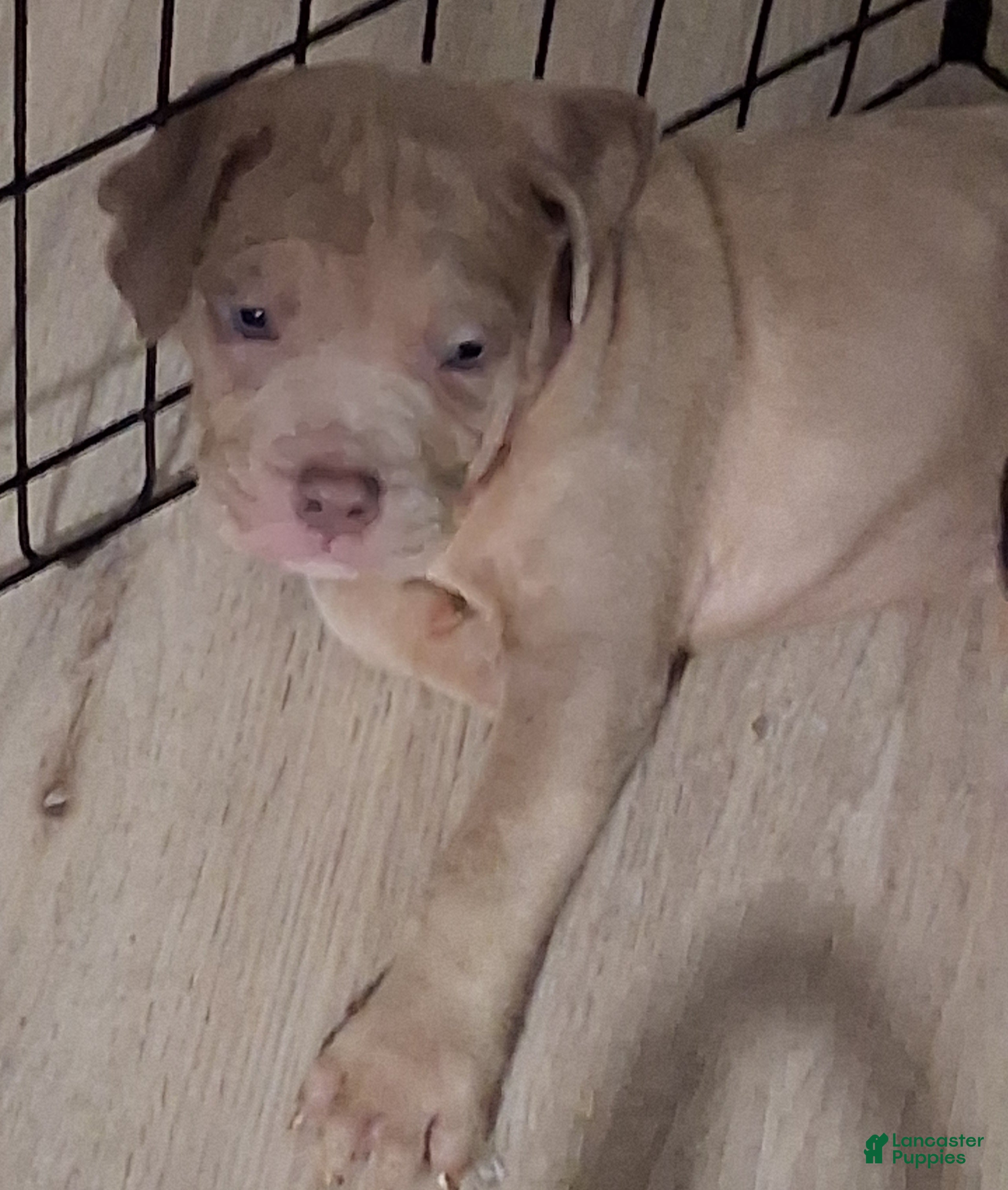 American Bully dogs Leo - Ad 2