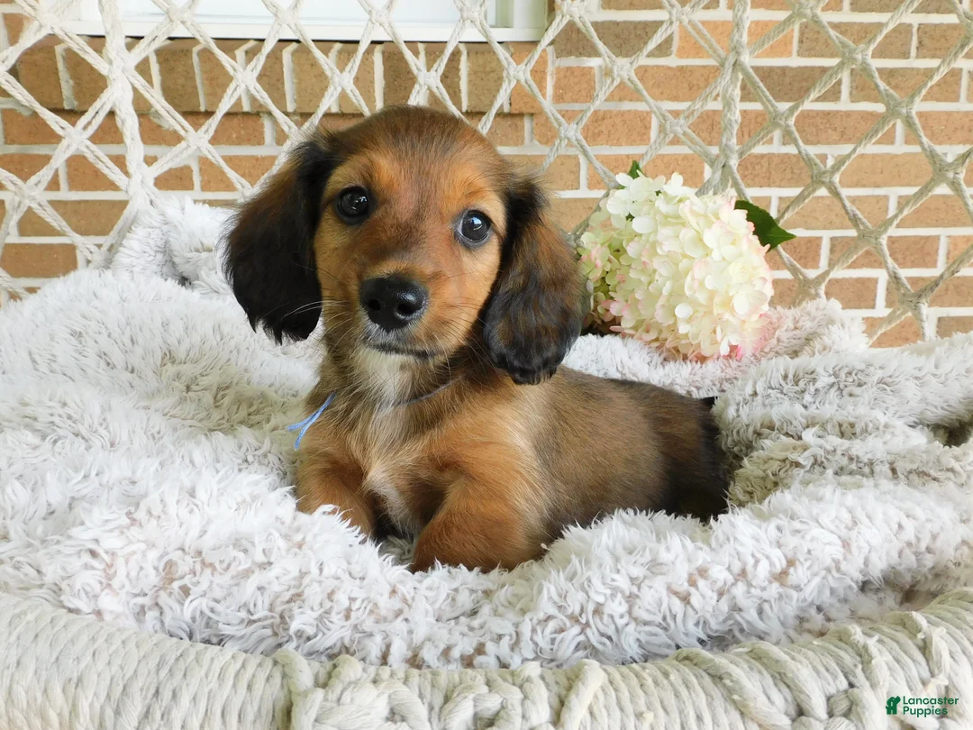 Miniature Dachshund dogs for sale: Toby - Ad 2