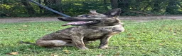 Mixed Breed dogs for sale: Margo - Ad 1