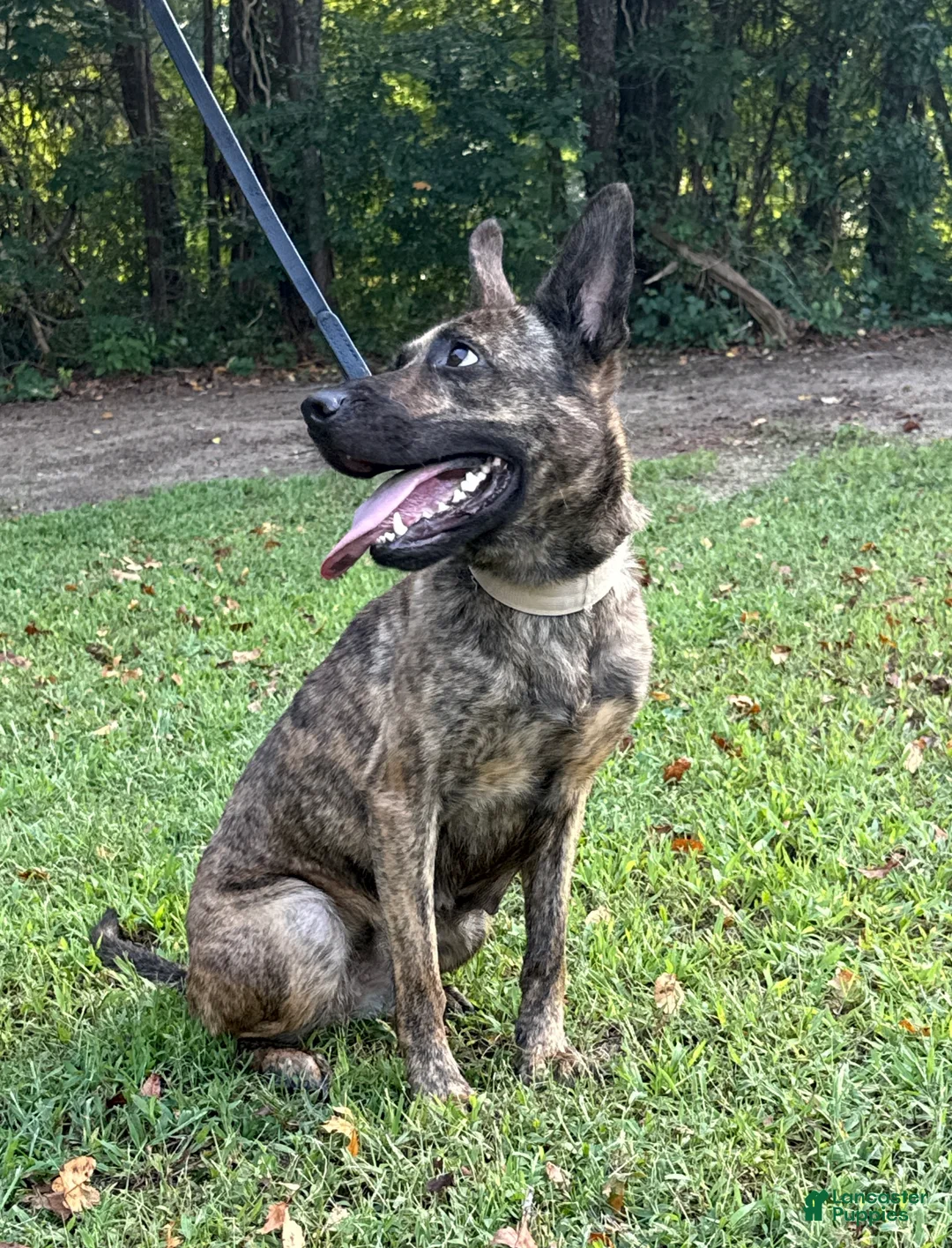 Mixed Breed dogs for sale: Margo - Ad 1
