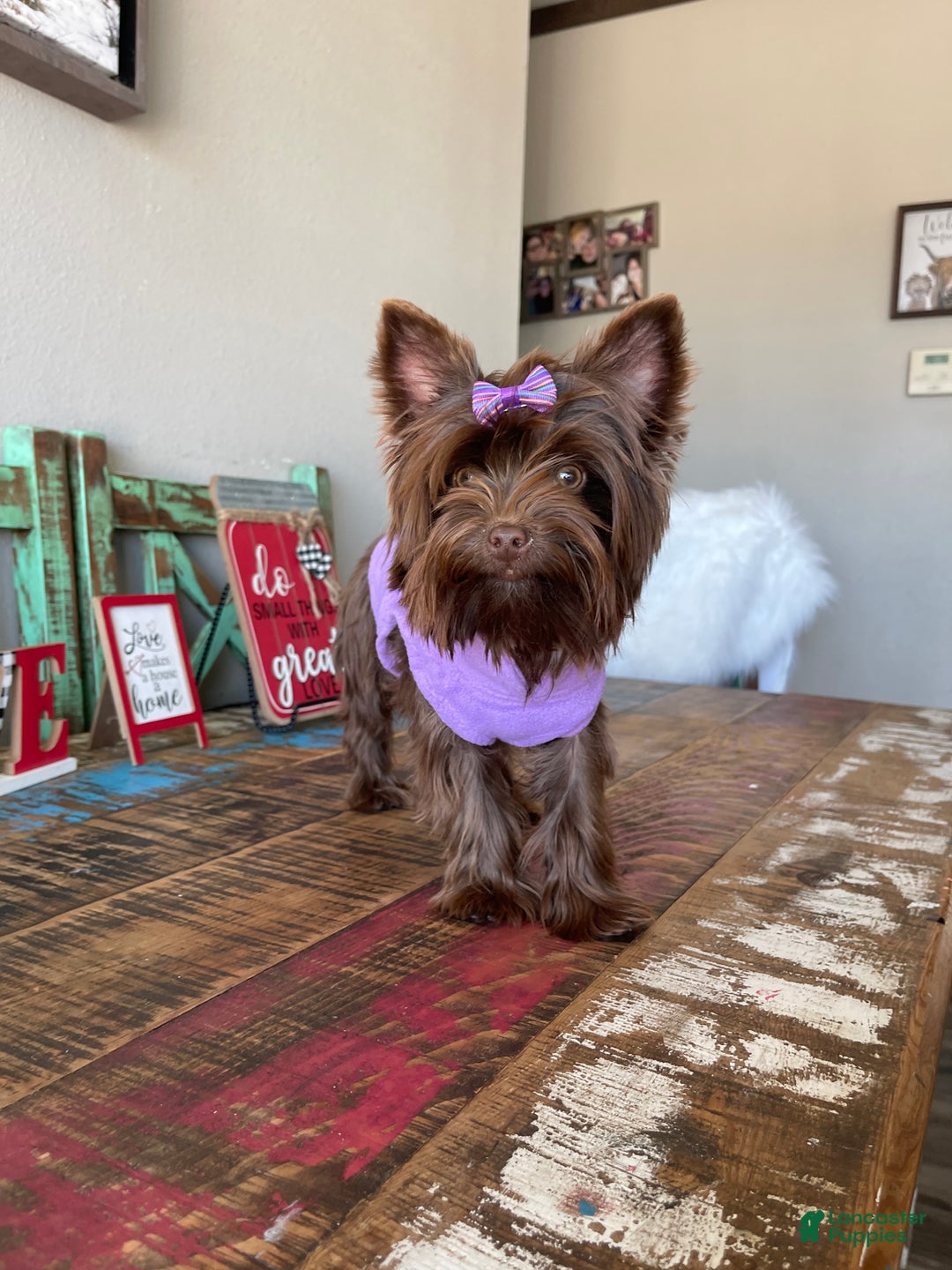Yorkshire Terrier dogs for sale: KB Chocolate Girl Coco 🩷 - Ad 3
