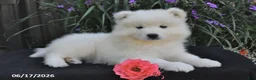 Samoyed dogs for sale: Ryden - Ad 2