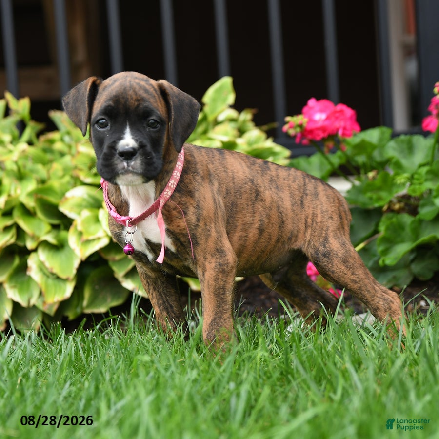 Boxer dogs Hunter - Ad 2