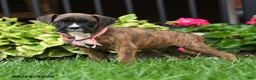 Boxer dogs for sale: Hunter - Ad 2