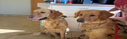 Golden Retriever dogs for sale: Green - Ad 3